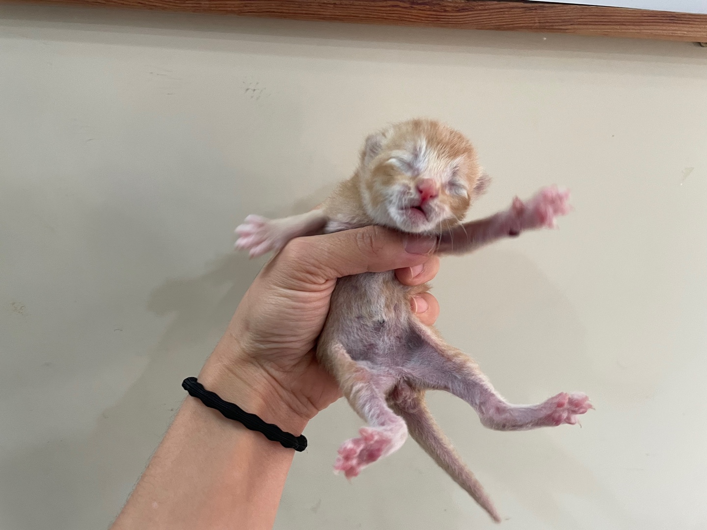 보호중 한국 고양이…